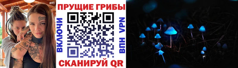блэк спрут ТОР  Судак  Псилоцибиновые грибы прущие грибы 
